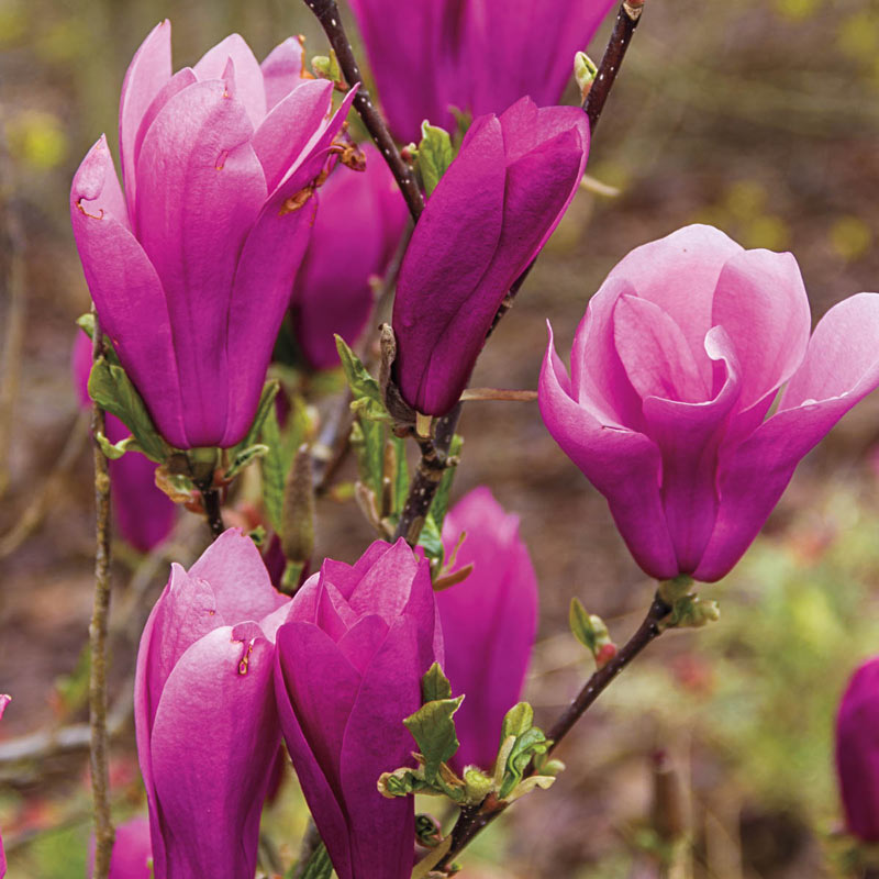 Magnolia Jane tree pink bloom