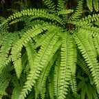Shop Maidenhair Fern online at TN Nursery 