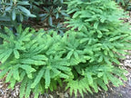 Buy 1 get 1 free sale on Maidenhair Fern online at TN Nursery