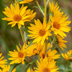 Shop Maximilian Sunflower Plant online at TN Nursery 