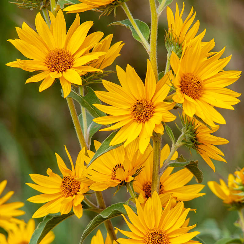 Shop Maximilian Sunflower Plant online at TN Nursery 