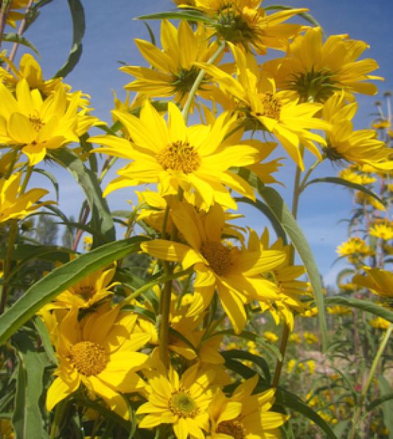 Buy 1 get 1 free sale on Maximilian Sunflower Plant online at TN Nursery