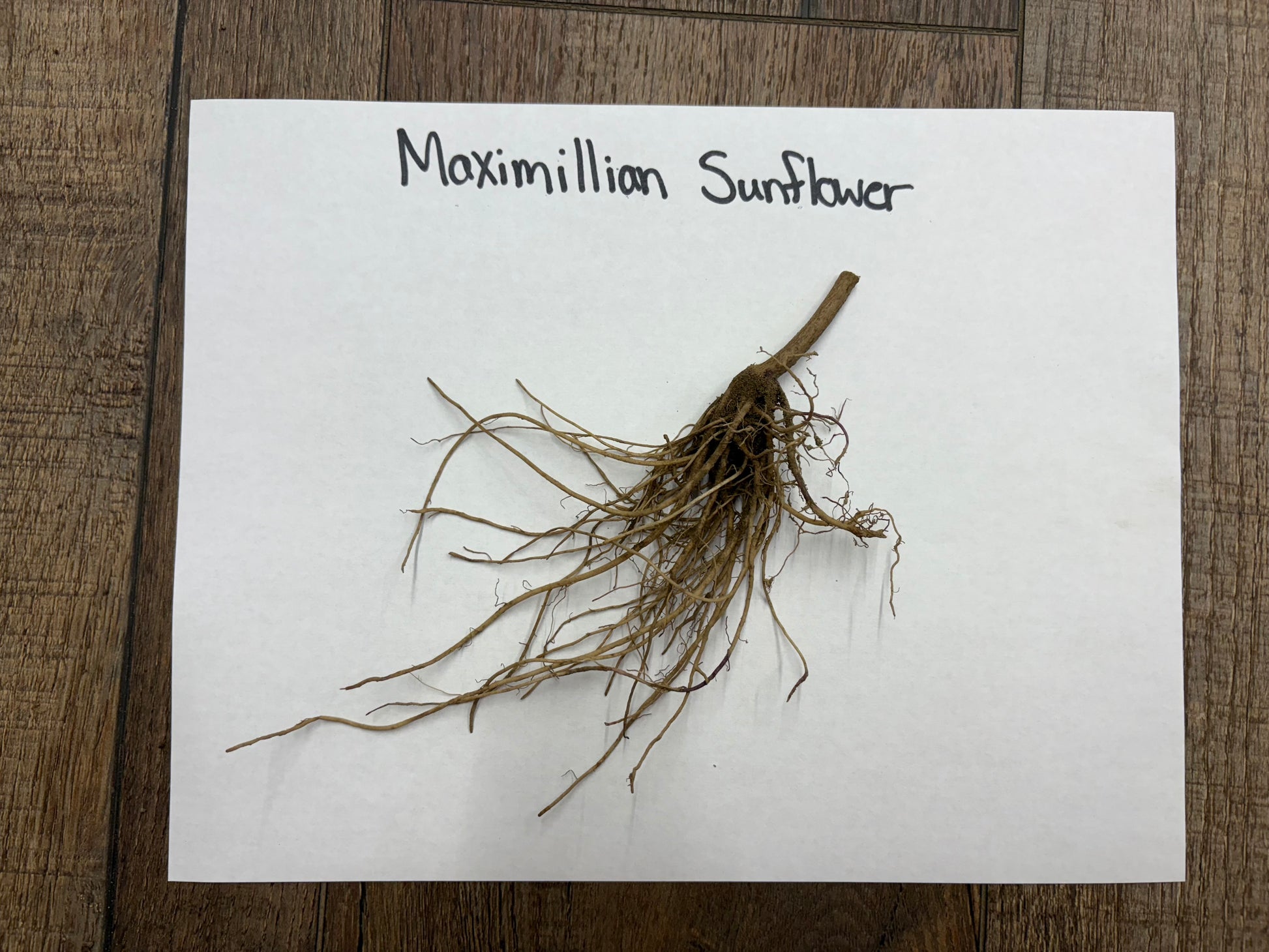 Roots of a Maximillian Sunflower on a white paper with text label, placed on a wooden surface.