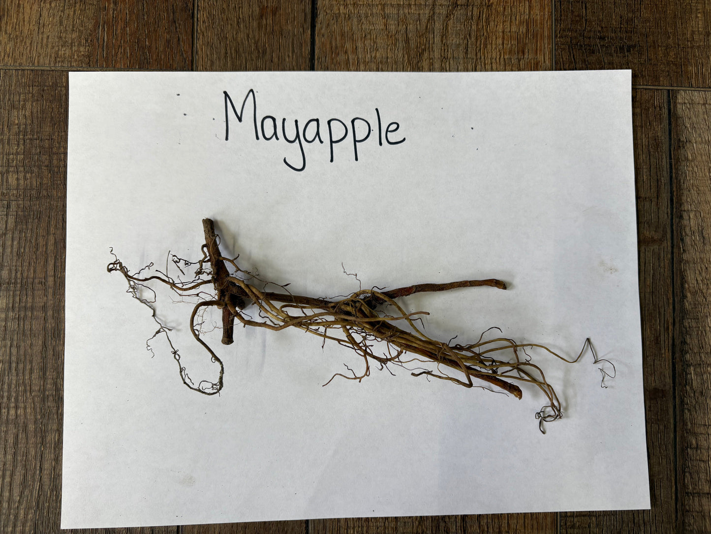 Roots of a mayapple plant on a white paper with 'Mayapple' text, placed on a wooden surface.