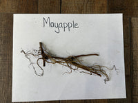 Roots of a mayapple plant on a white paper with 'Mayapple' text, placed on a wooden surface.