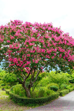 Shop sale on Miami Pink Crepe Myrtle Shrub online at TN Nursery 