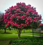 Buy 1 get 1 free sale on Miami Pink Crepe Myrtle Shrub online at TN Nursery