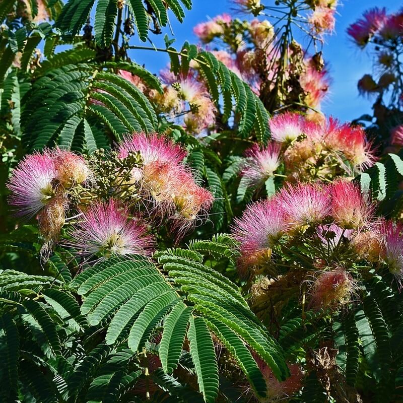 TN Nursery Mimosa Tree - Thumbnail 5