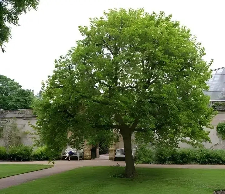 Mulberry Tree with green foliage in a garden