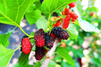Shop Mulberry Tree online at TN Nursery