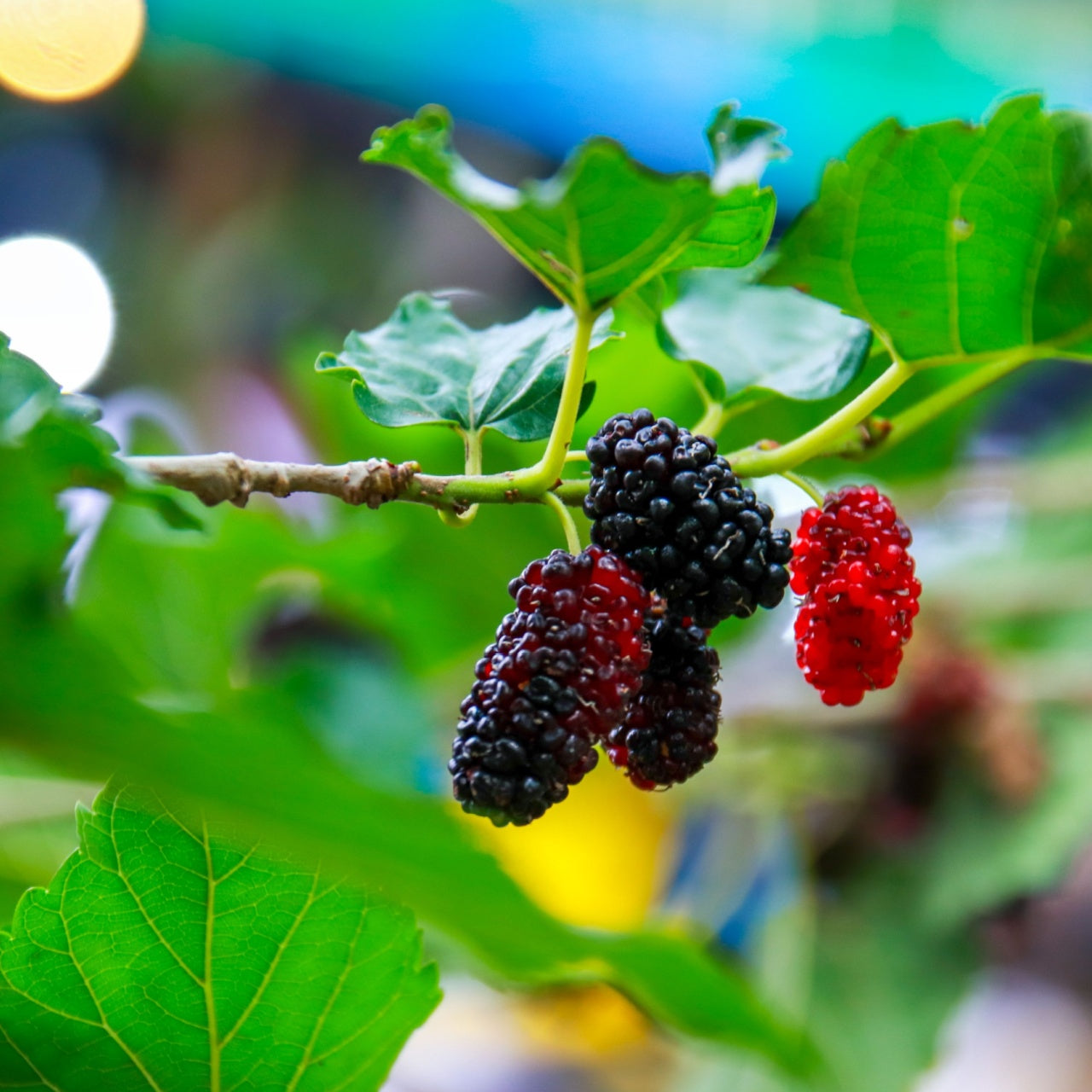 Shop sale on Mulberry Tree online at TN Nursery