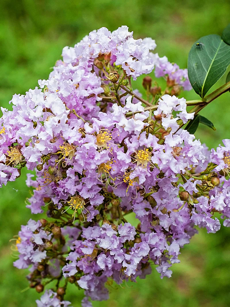 Muskogee Crepe Myrtle with purple flowers