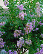 Buy 1 get 1 free sale on Muskogee Crepe Myrtle Shrub online at TN Nursery 