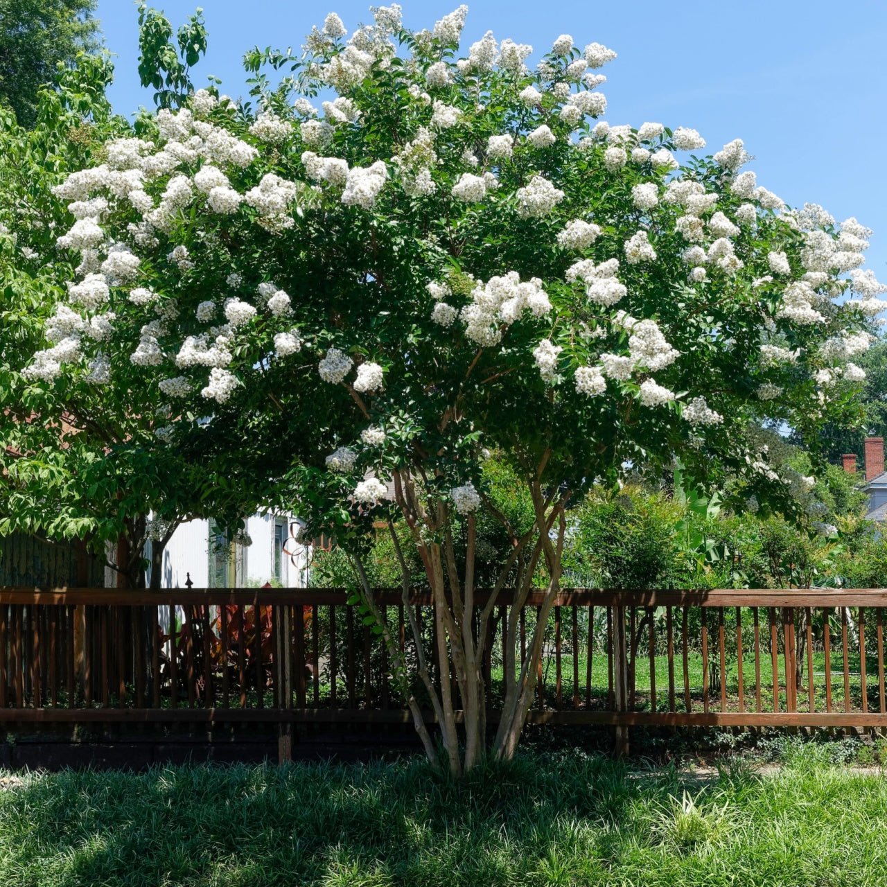 Shop Natchez Crepe Myrtle Tree online at TN Nursery