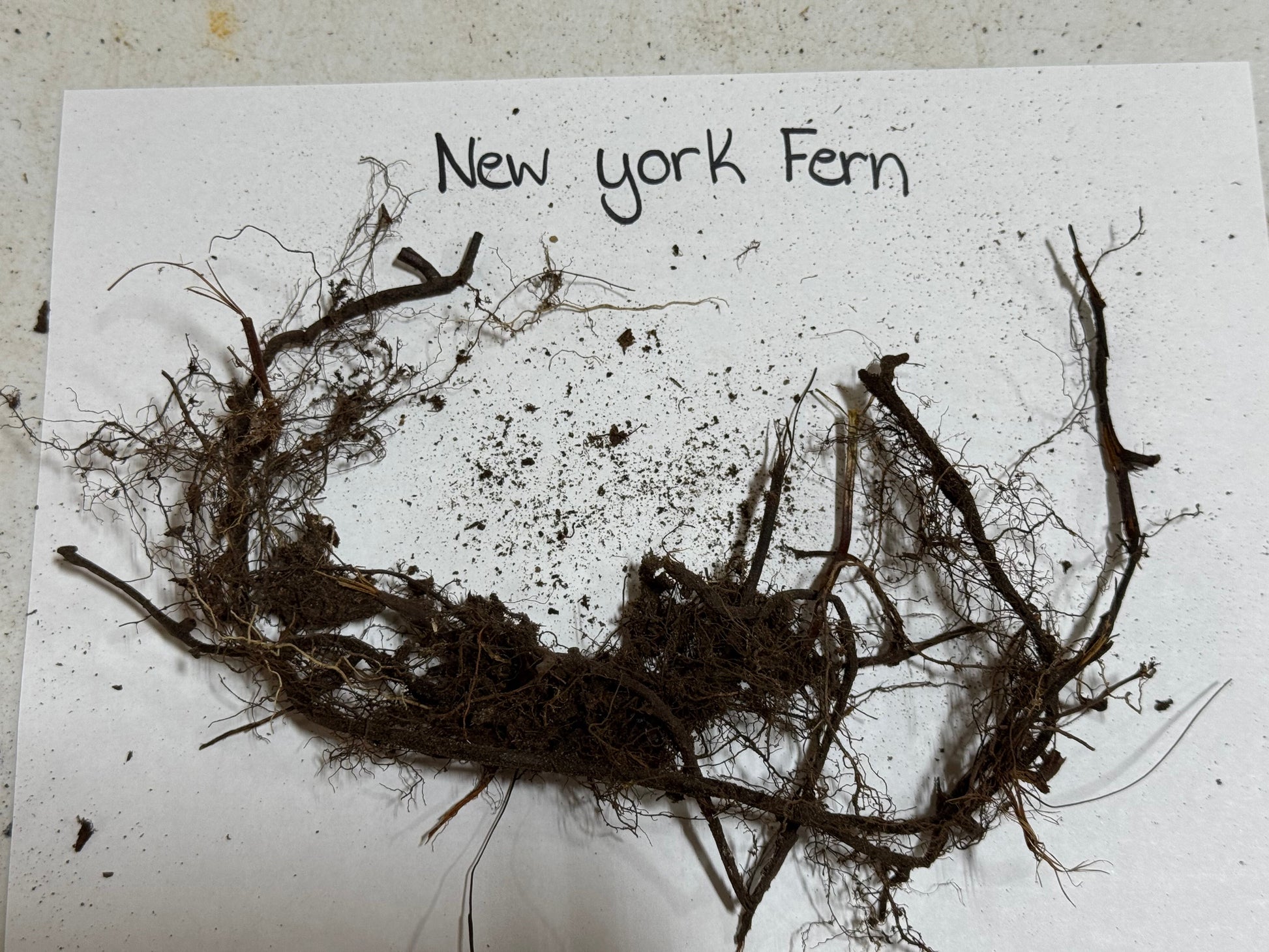 New York Fern on a white background with text