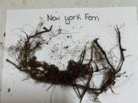 New York Fern on a white background with text