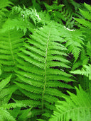 New York Fern