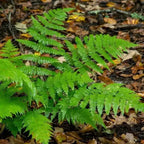 Shop sale on New York Fern online at TN Nursery