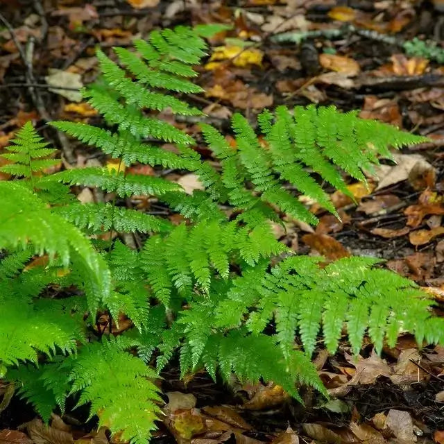 Shop sale on New York Fern online at TN Nursery
