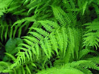 Buy 1 get 1 free sale on New York Fern online at TN Nursery