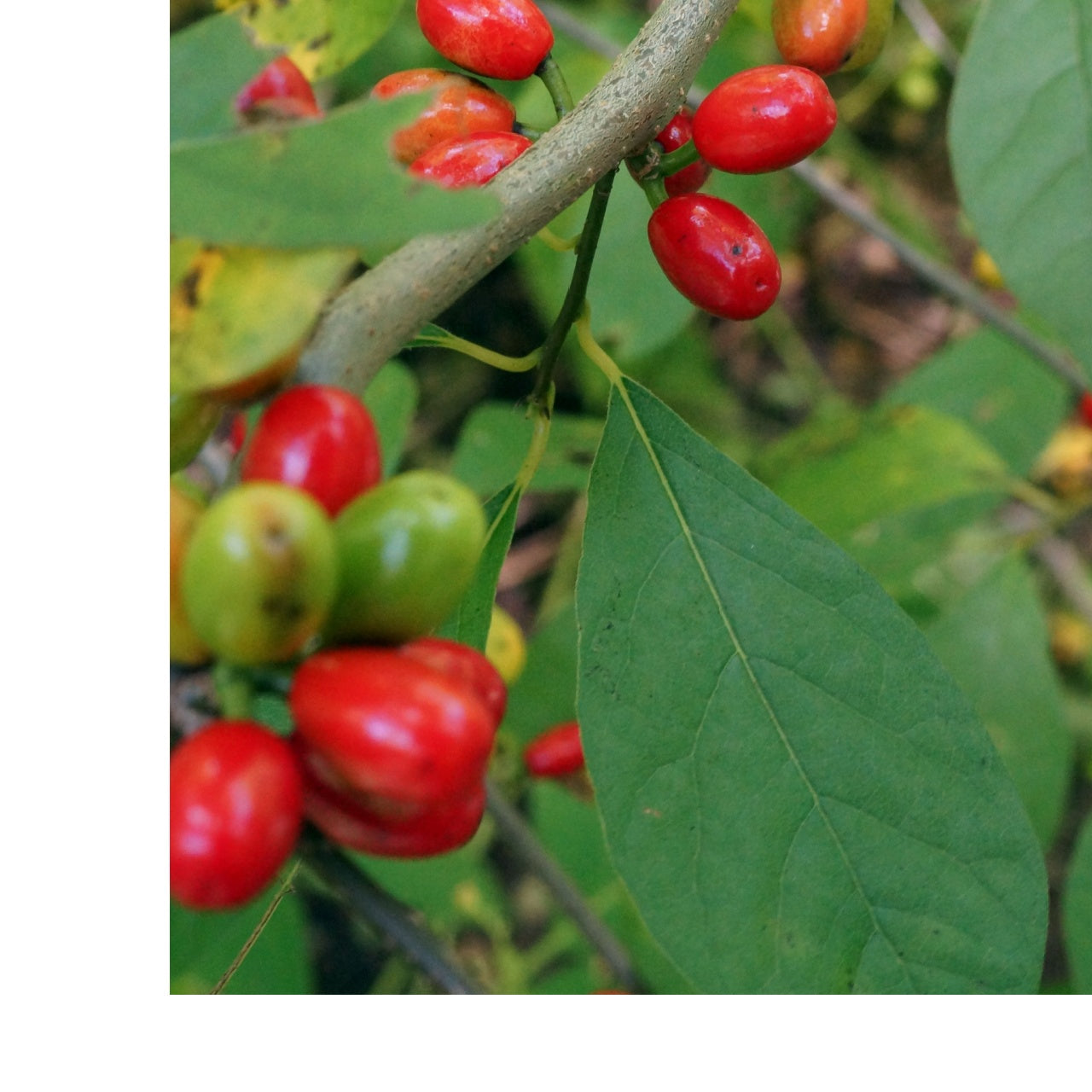 northern spice bush red berries and foliage