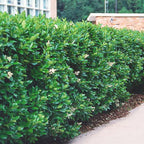 Shop Northern Privet Hedge online at TN Nursery