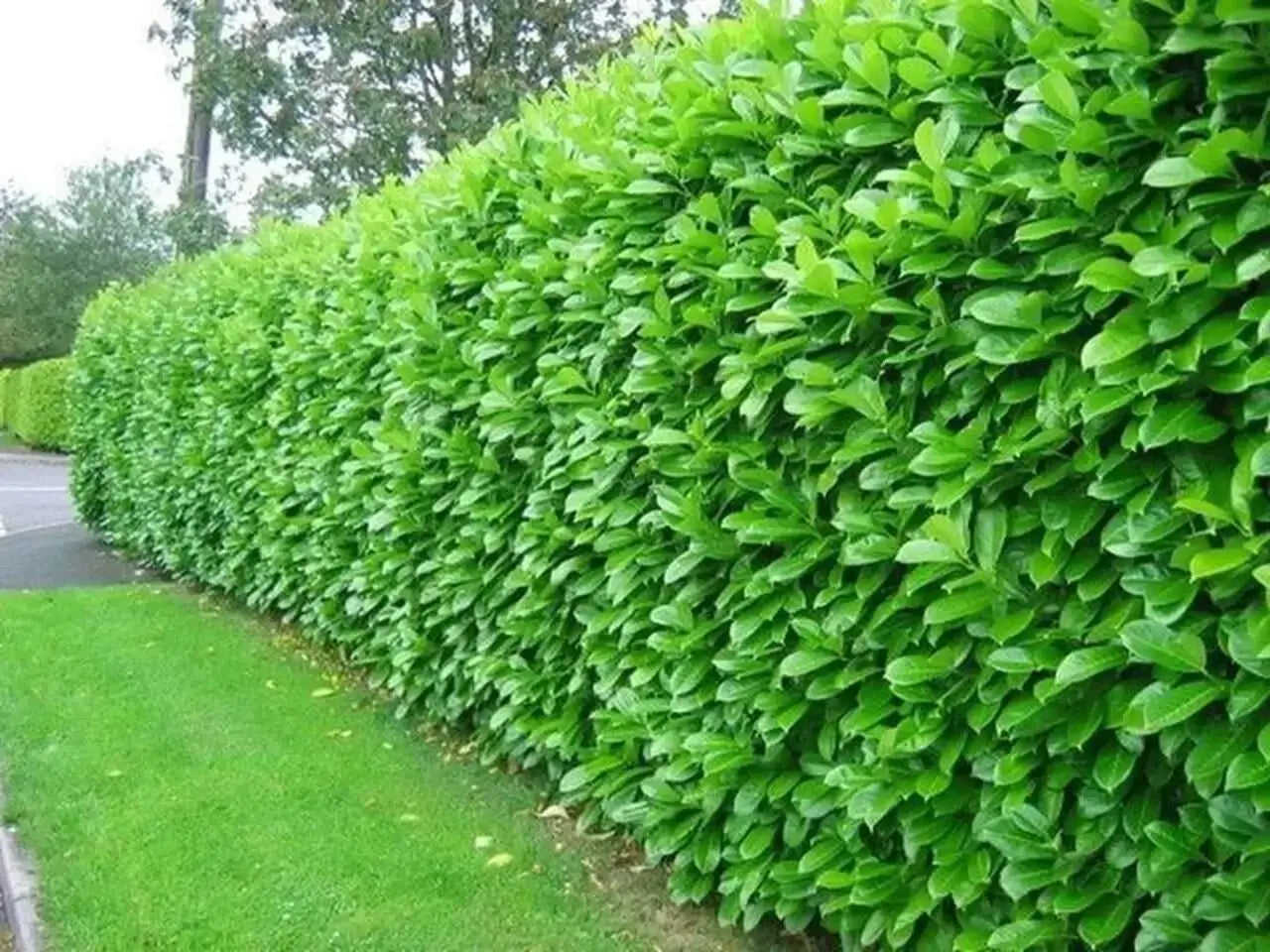 Buy 1 get 1 free sale on Northern Privet Hedge online at TN Nursery