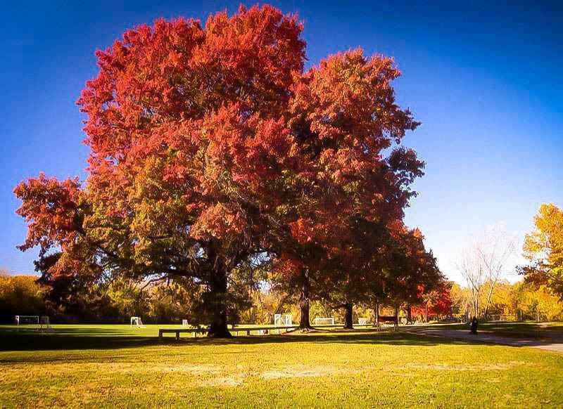 Shop deals on Northern Red Oak Seedlings online at TN Nursery