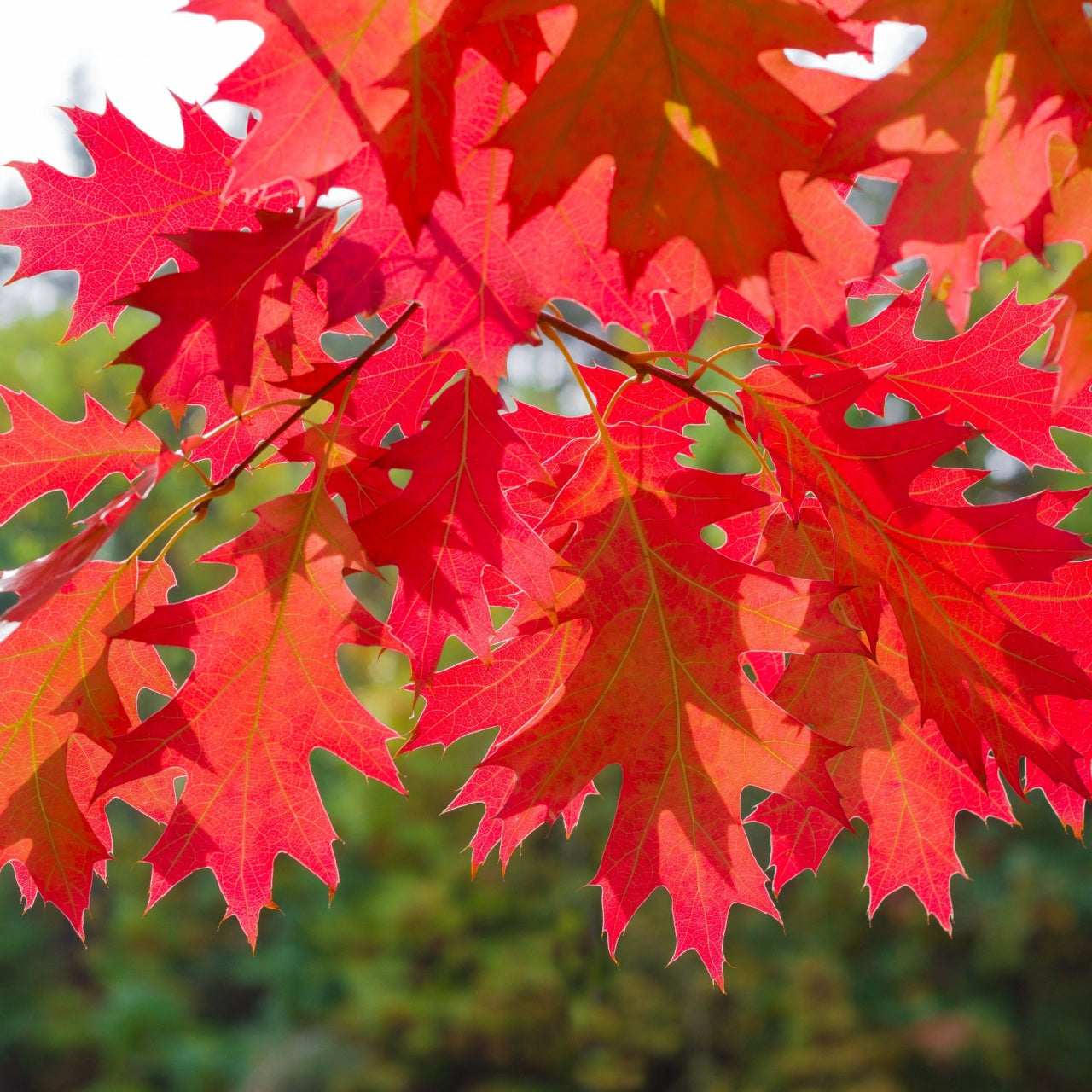 Buy Northern Red Oak Seedlings online at TN Nursery