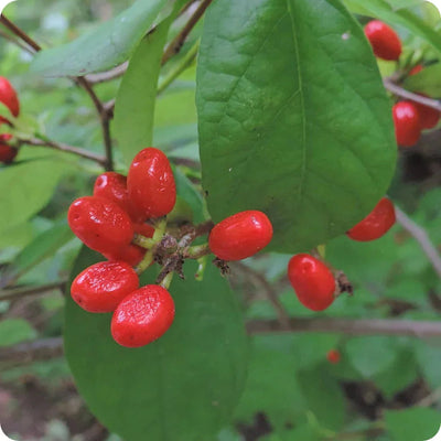 Shop Northern Spice Bush Shrub online at TN Nursery 