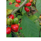 Buy Northern Spice Bush Shrub online at TN Nursery 