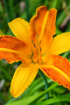Shop Orange Daylily online at TN Nursery