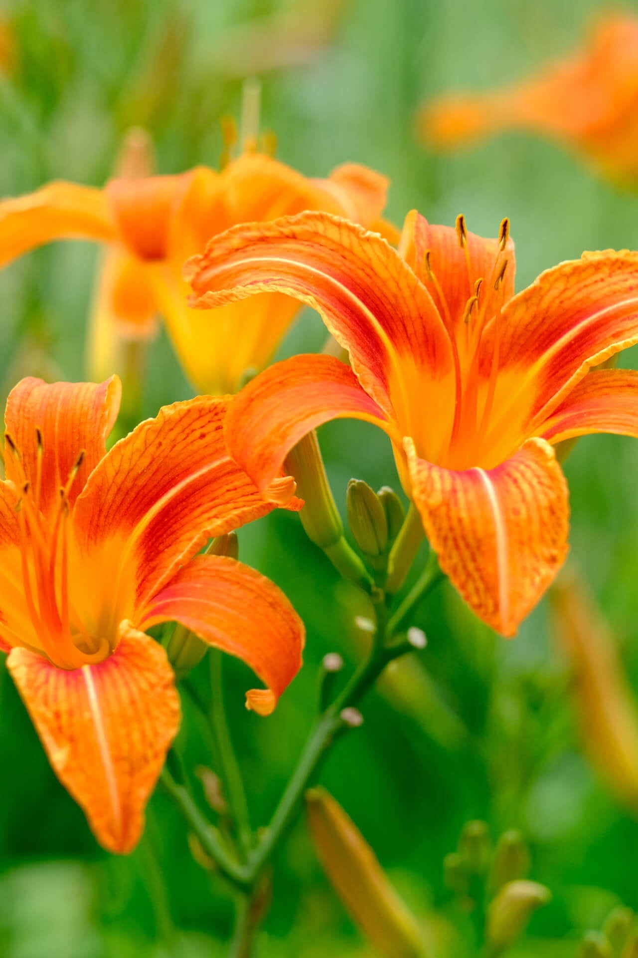 Buy 1 get 1 free sale on Orange Daylily online at TN Nursery