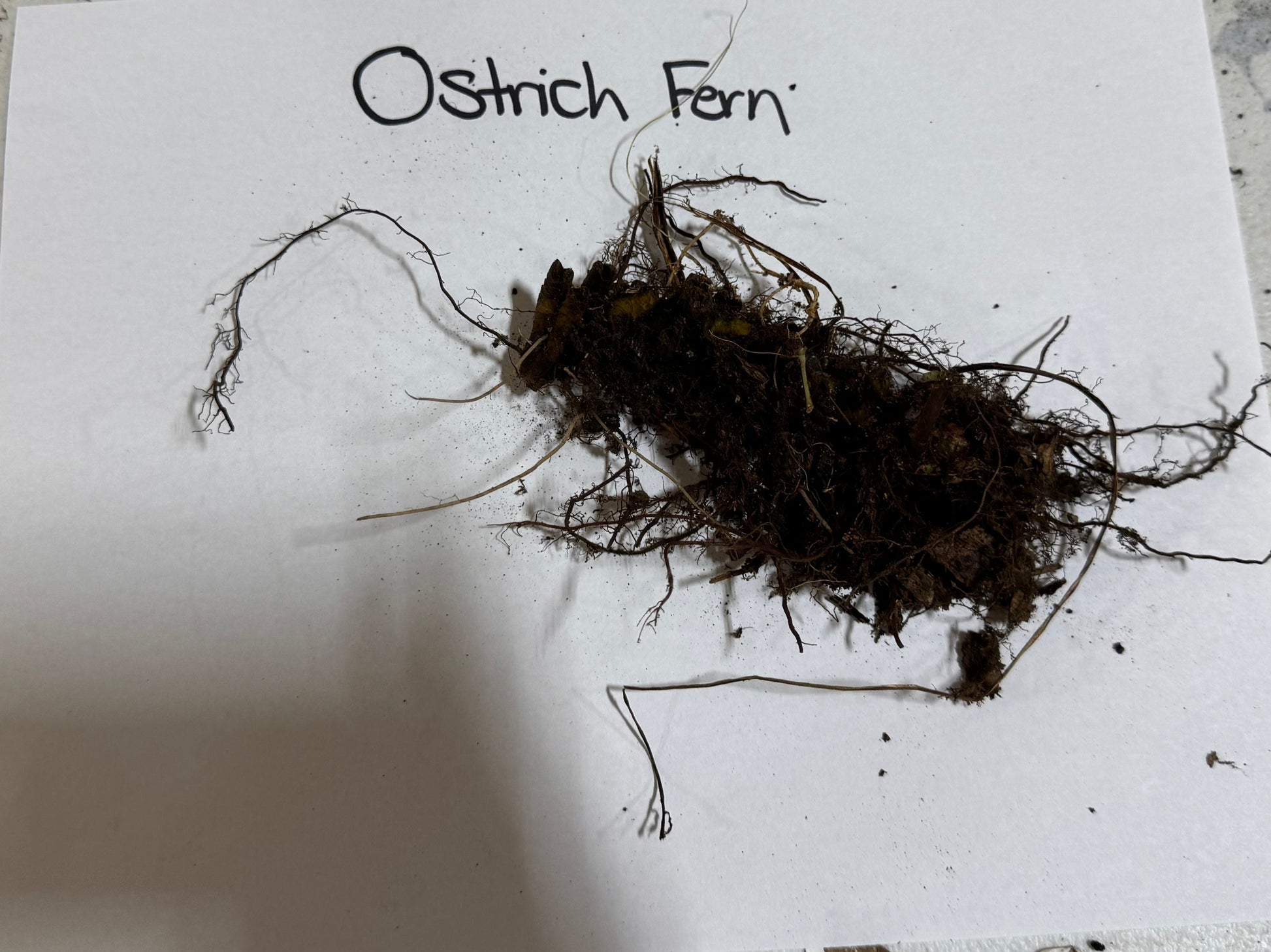Ostrich fern on a piece of paper with 'Ostrich Fern' written above it, on a textured surface.