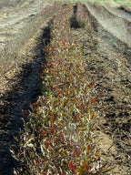 Buy Overcup Tree Seedlings