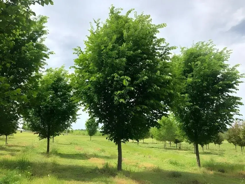 Buy 1 get 1 free sale on Overcup Oak Tree online at TN Nursery  
