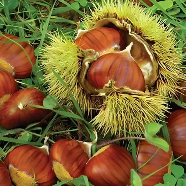 Chinese Chestnut Tree's Nuts