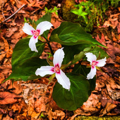 Trilliums