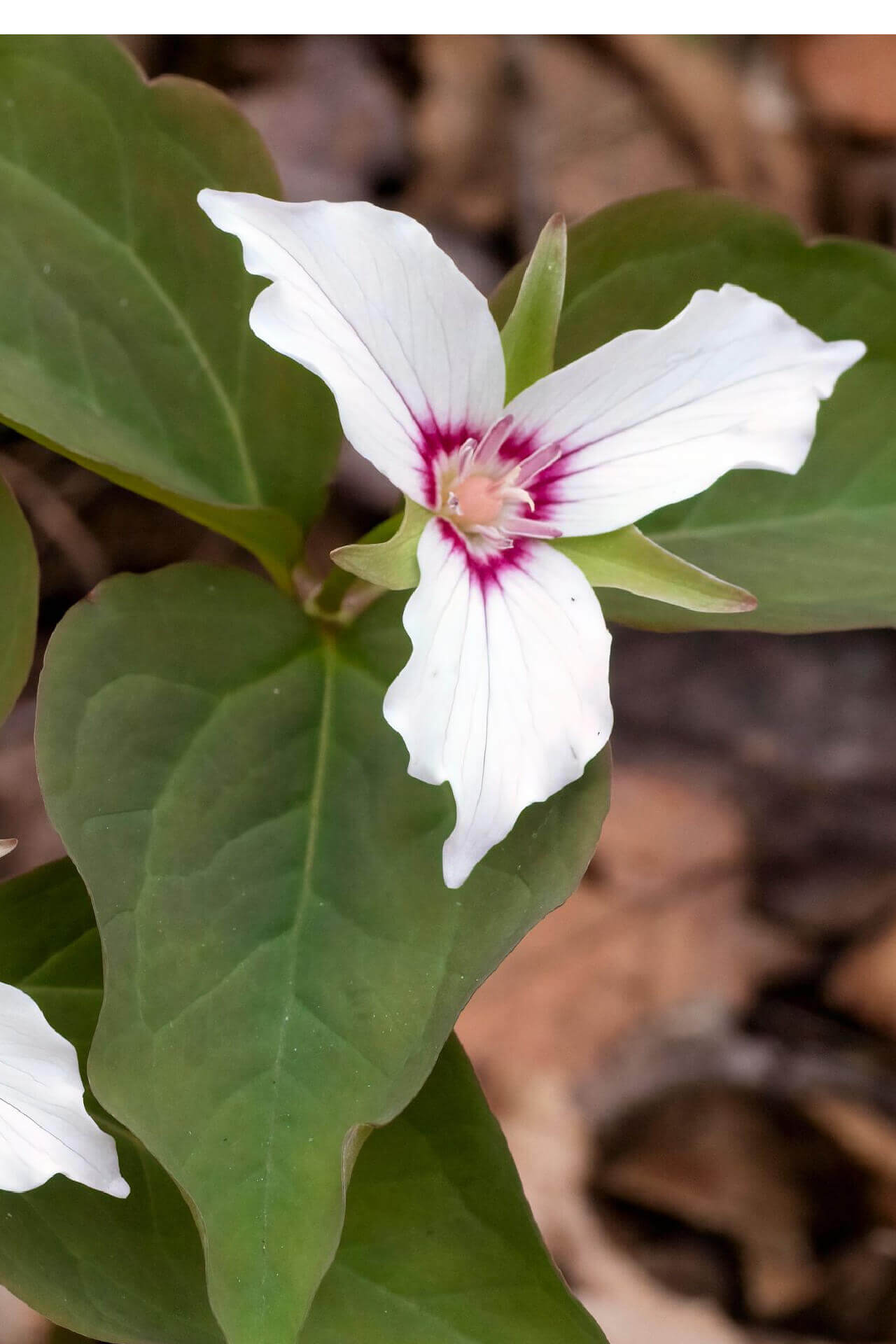Buy 1 get 1 free sale on Painted Trillium Plant online at TN Nursery 