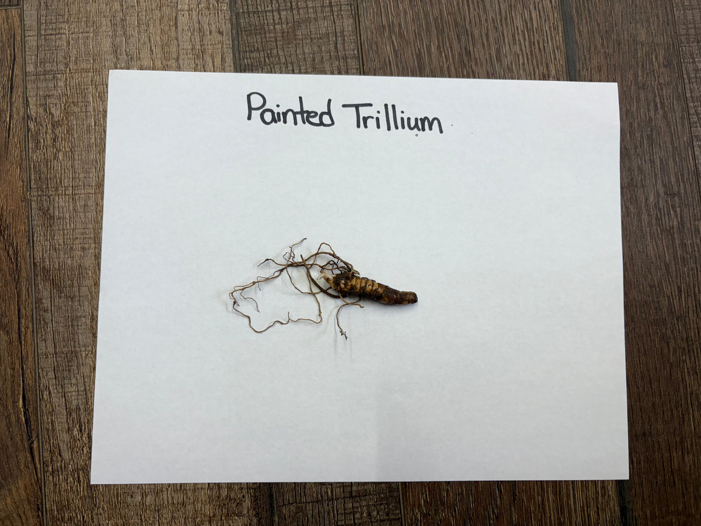 Painted Trillium plant on a white paper with 'Painted Trillium' text, placed on a wooden surface.