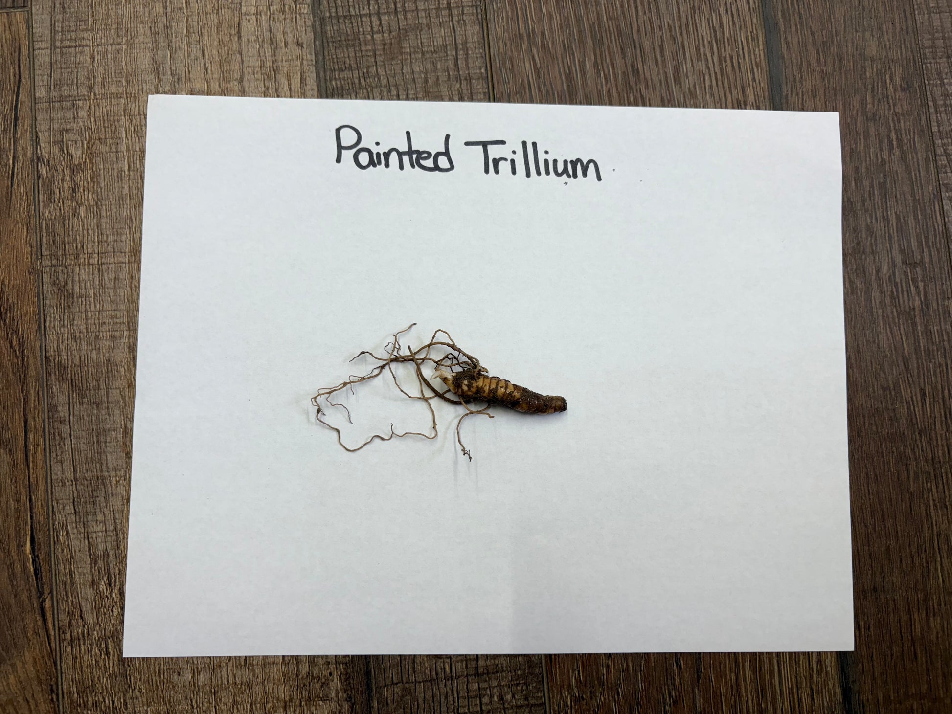 Painted Trillium plant on a white paper with 'Painted Trillium' text, placed on a wooden surface.