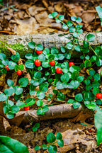 Shop Partridge Berry online at TN Nursery