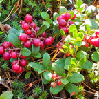 Shop sale on Partridge Berry online at TN Nursery