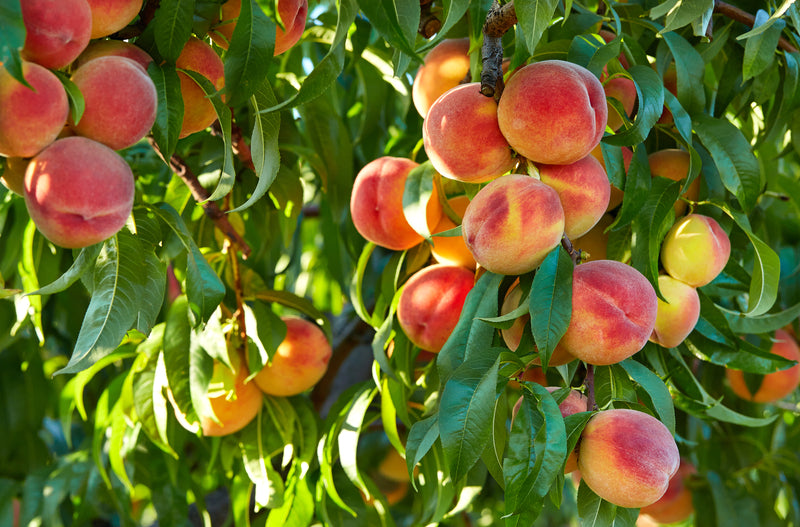 Peaches hanging from a tree with green leaves