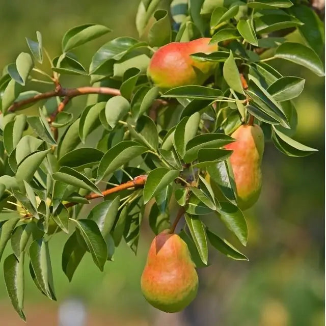 Buy 1 get 1 free sale on Pear Fruiting Tree online at TN Nursery 