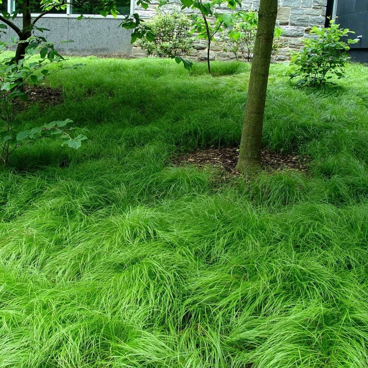 Carex Pensylvanica – Pennsylvania Sedge 
