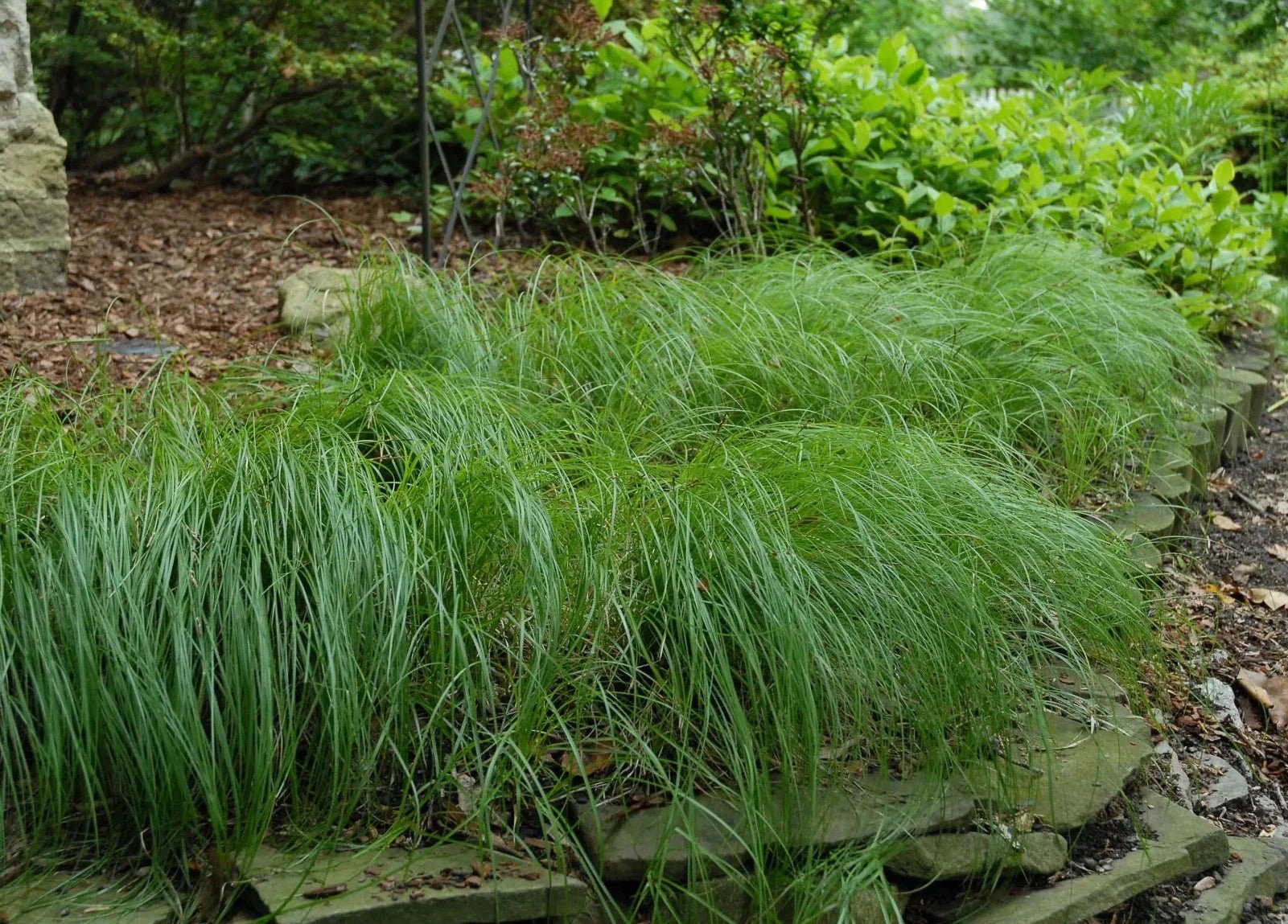 pensylvanica sedge