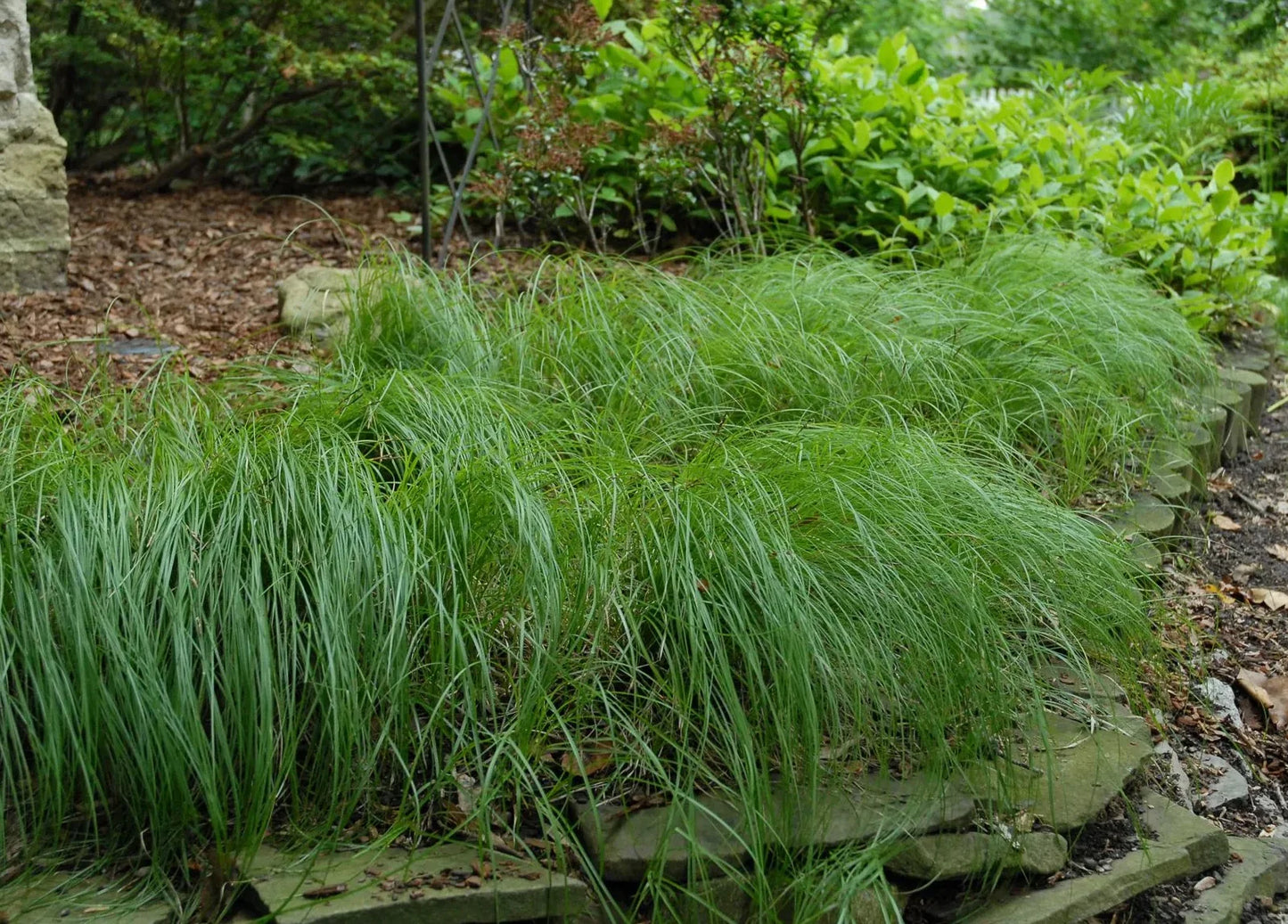 Pennsylvania sedge growing in a garden 