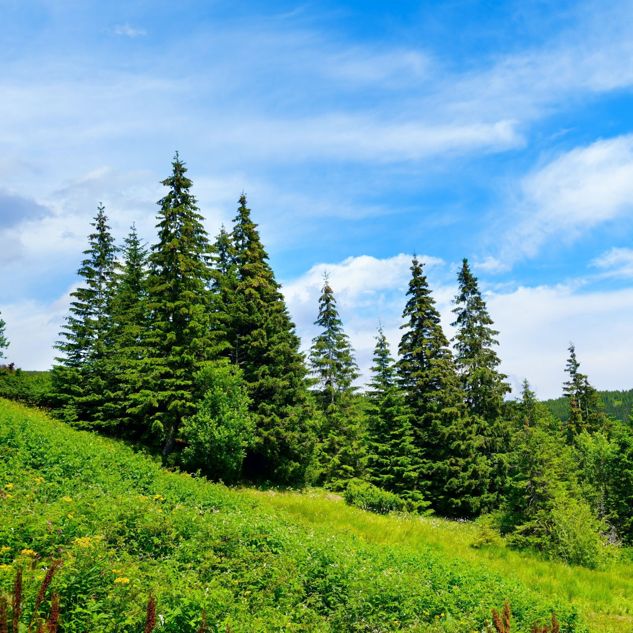 A forest landscape with lush green pine trees under a blue sky with few clouds.