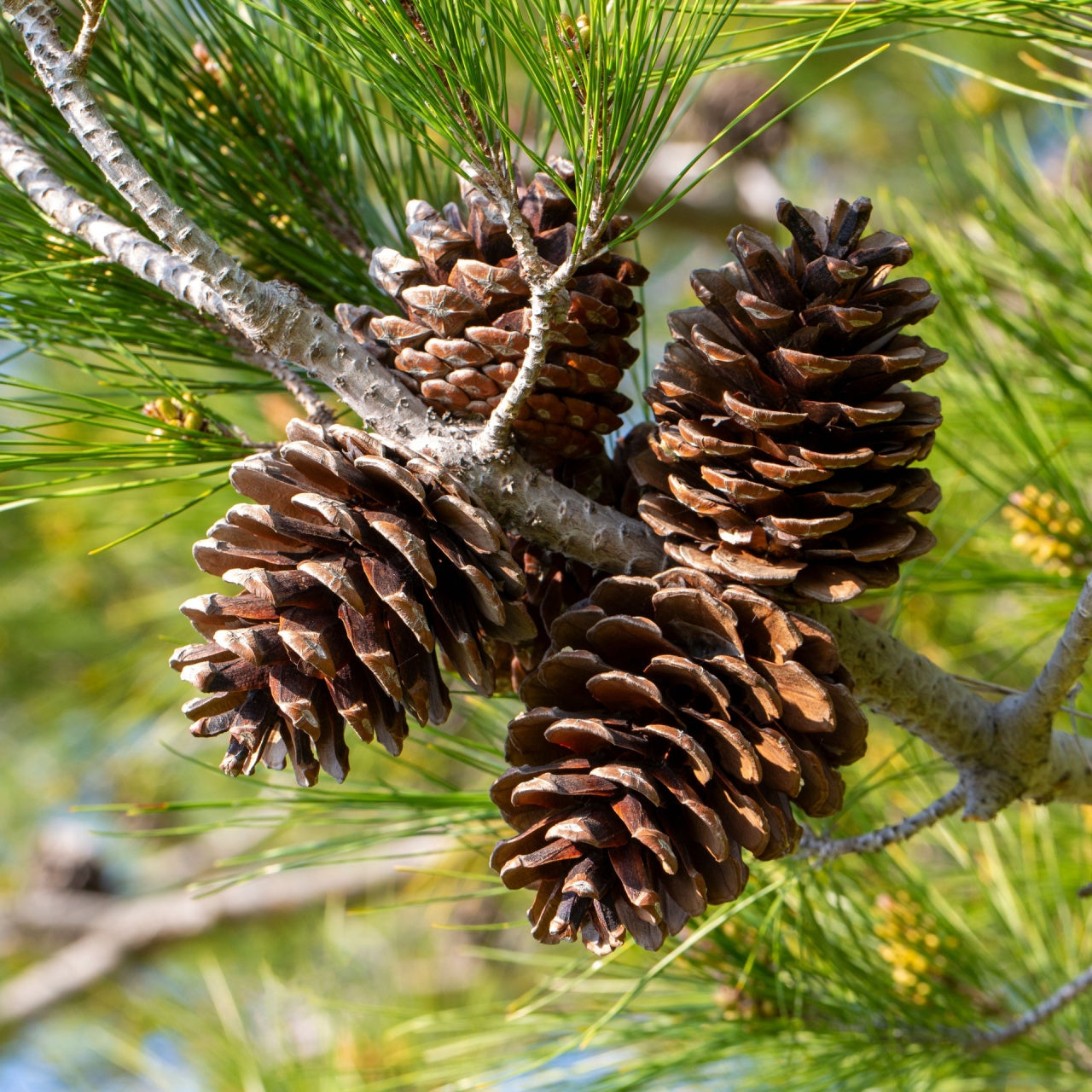 Shop big sale on Pine Cones today at TN Nursery